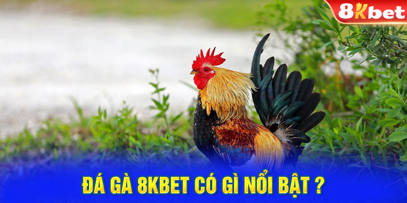 Đá gà 8kbet có gì nổi bật ?