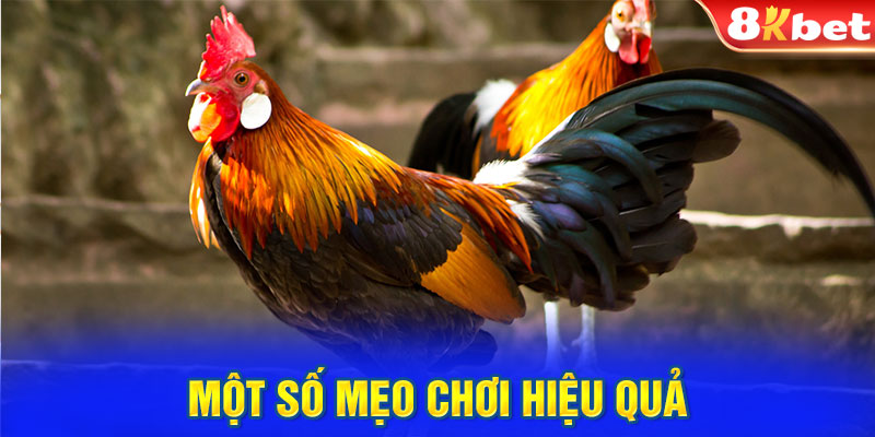 Đá gà 8kbet - Một số mẹo chơi hiệu quả